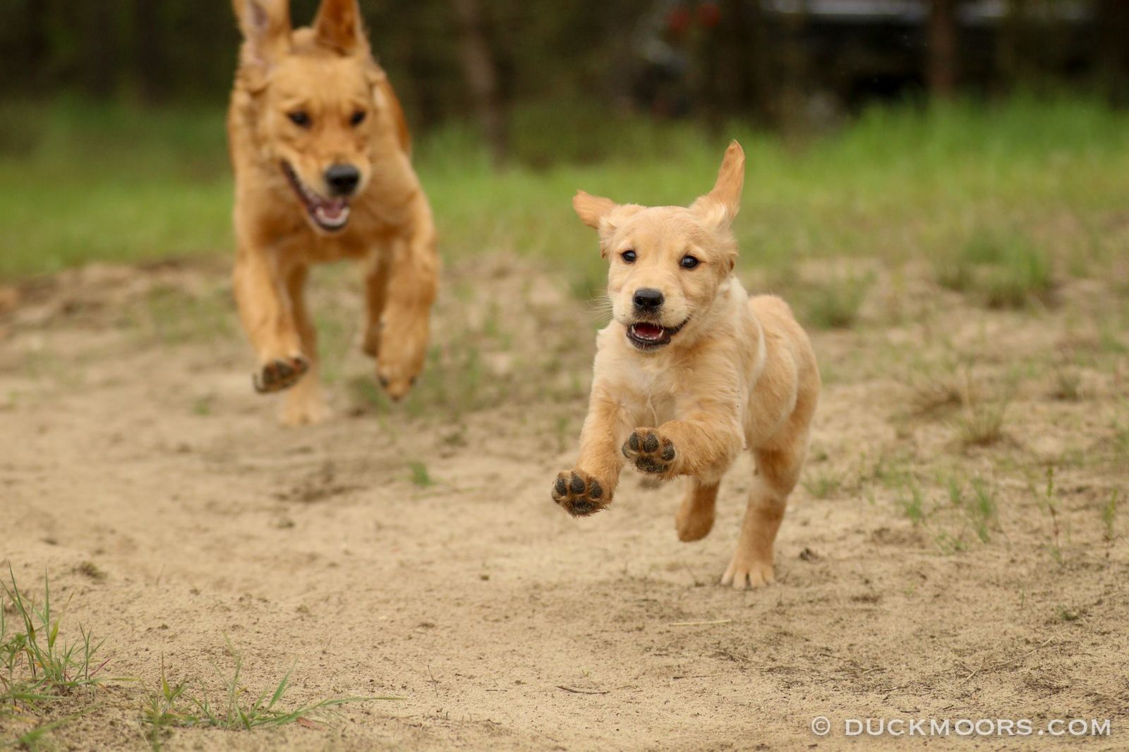 &quot;beeeeep beeeeep&quot;, mit anderen worten, den hund rufen GundogStore.eu