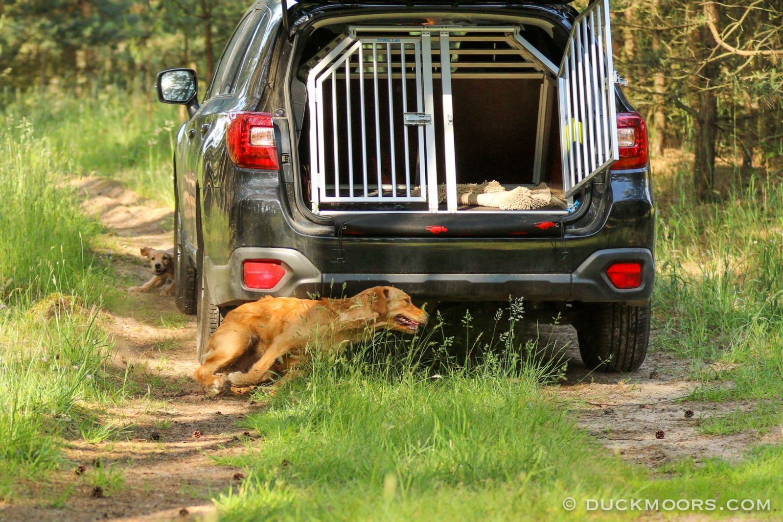 Basis für zufriedene Koexistenz sozialisiert und gehorsamer Hund