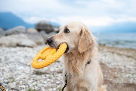 KIWI WALKER® Let's play! FRISBEE MAXI Blau